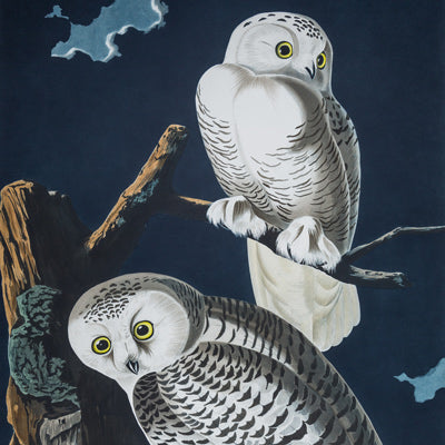 John James Audubon's Birds of America