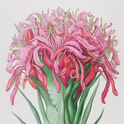 Ferdinand Bauer's Illustrationes Florae Novae Hollandiae