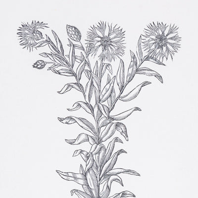 Mattioli's Herbal