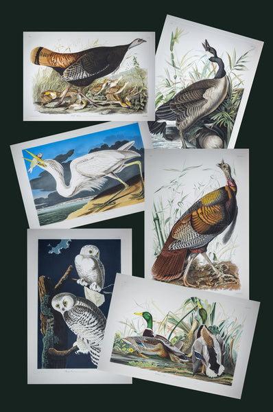 The portfolio of six (6) plates from Audubon's Birds of America