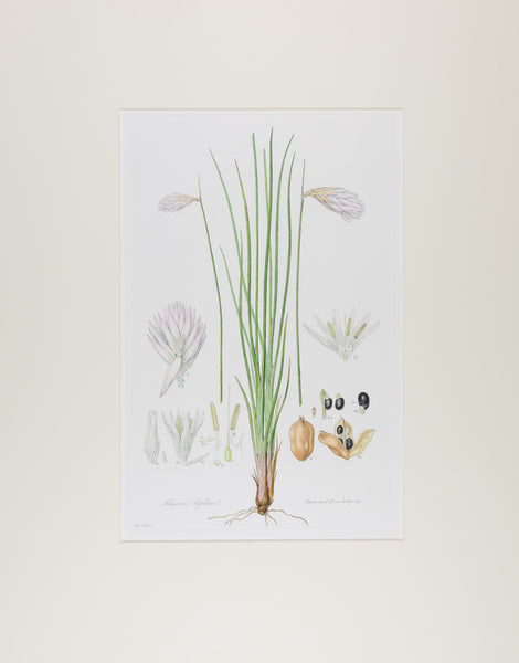 The complete edition of Bauer's Illustrationes Florae Novae Hollandiae