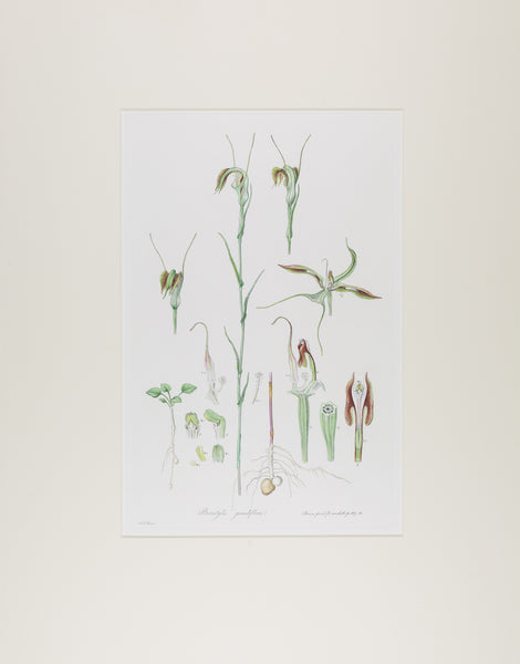 The complete edition of Bauer's Illustrationes Florae Novae Hollandiae