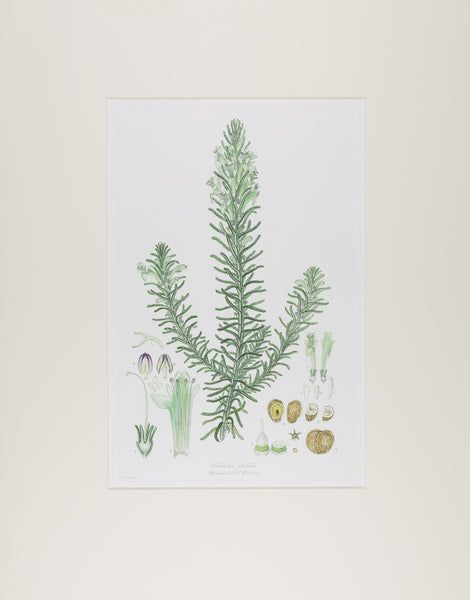 The complete edition of Bauer's Illustrationes Florae Novae Hollandiae