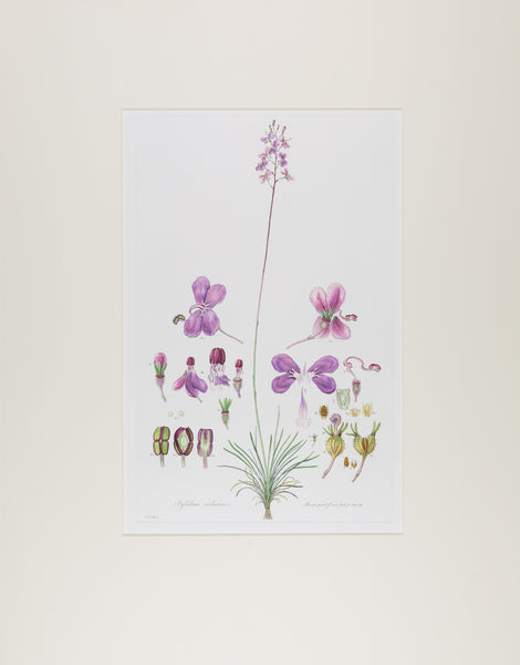 The complete edition of Bauer's Illustrationes Florae Novae Hollandiae