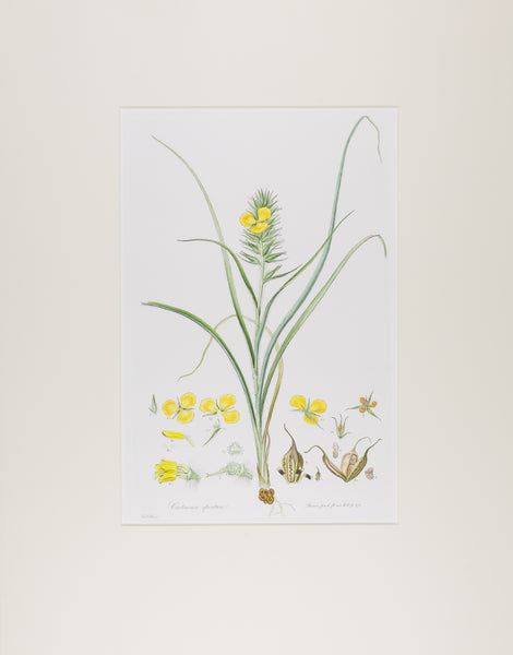 The complete edition of Bauer's Illustrationes Florae Novae Hollandiae