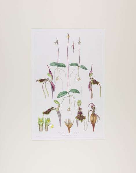 The complete edition of Bauer's Illustrationes Florae Novae Hollandiae