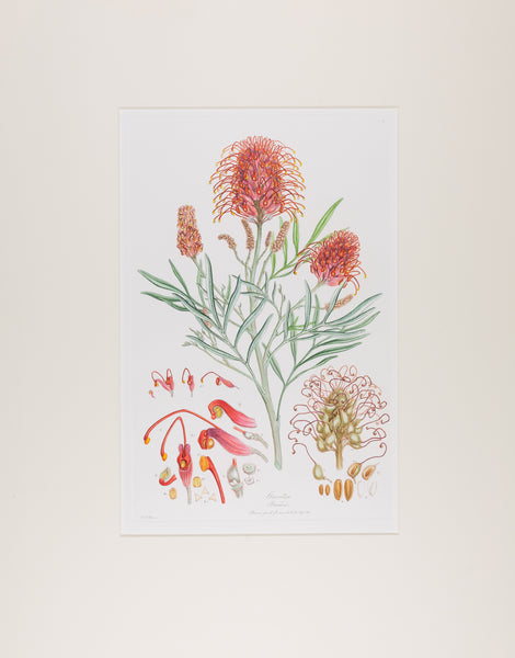 The complete edition of Bauer's Illustrationes Florae Novae Hollandiae