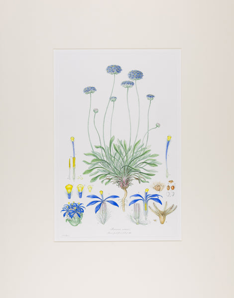 The complete edition of Bauer's Illustrationes Florae Novae Hollandiae