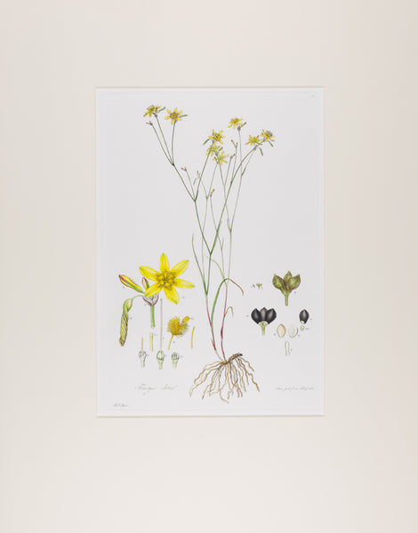 The complete edition of Bauer's Illustrationes Florae Novae Hollandiae