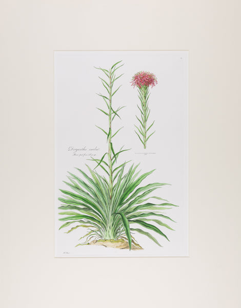 The complete edition of Bauer's Illustrationes Florae Novae Hollandiae