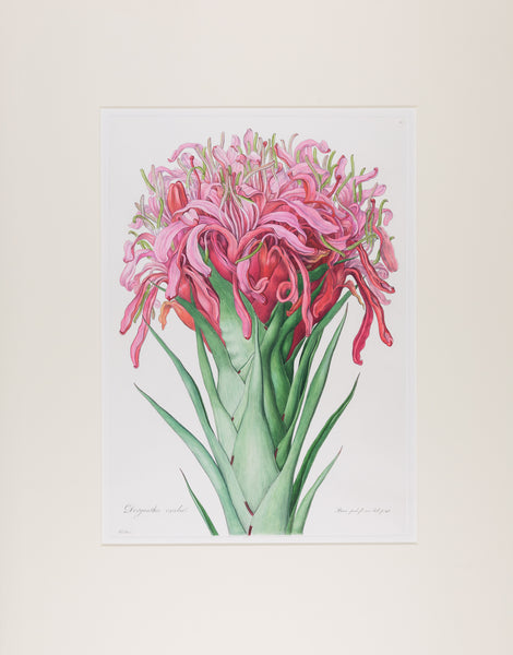 The complete edition of Bauer's Illustrationes Florae Novae Hollandiae