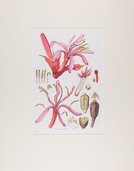 The complete edition of Bauer's Illustrationes Florae Novae Hollandiae