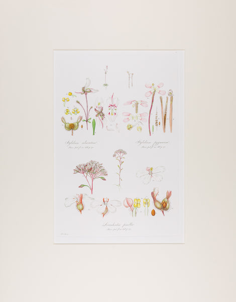 The complete edition of Bauer's Illustrationes Florae Novae Hollandiae