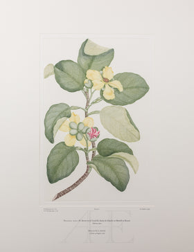 Dillenia alata (Dilleniaceae)  - Plate 1