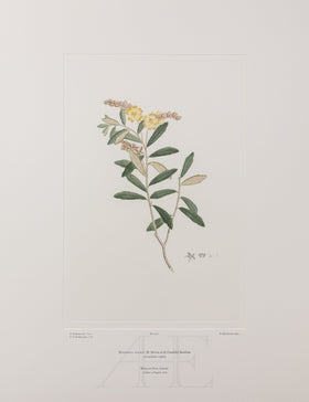 Banks Florilegium, Part 1, Plate 2