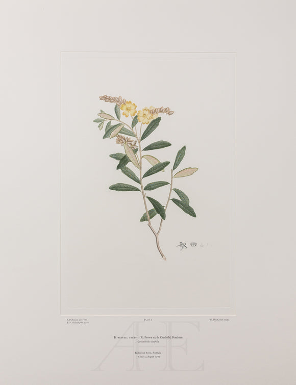 All Banks' Florilegium Prints