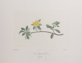 Banks Florilegium, Part 1, Plate 3