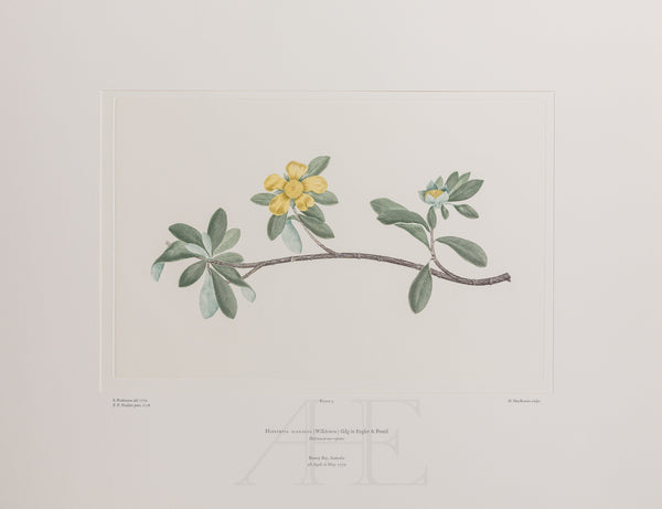 Banks Florilegium, Part 1, Plate 3
