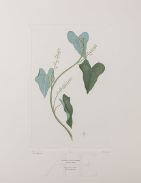 Banks Florilegium, Part 1, Plate 4