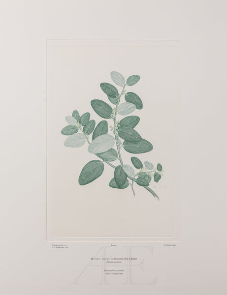 Banks Florilegium, Part 1, Plate 5