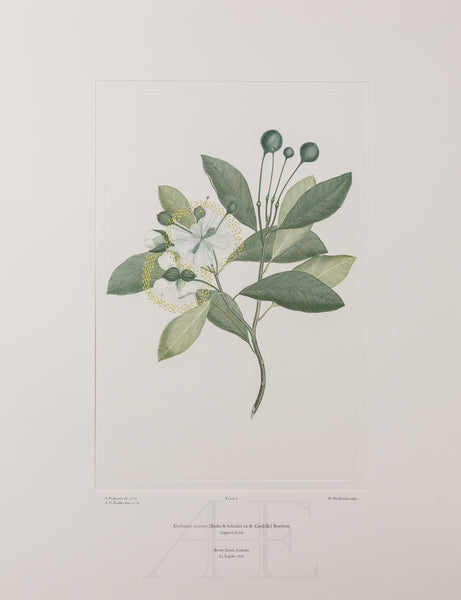 Banks Florilegium, Part 1, Plate 6