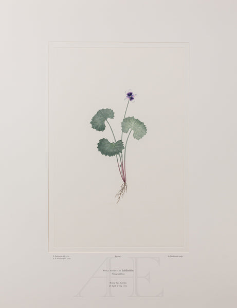 Banks Florilegium, Part 1, Plate 7