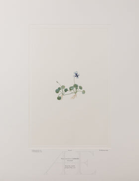 Banks Florilegium, Part 1, Plate 8