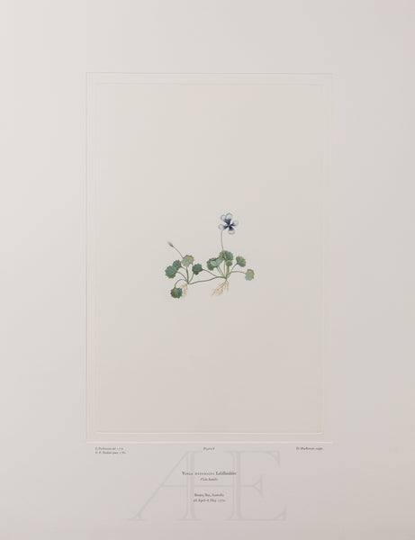 Banks Florilegium, Part 1, Plate 8