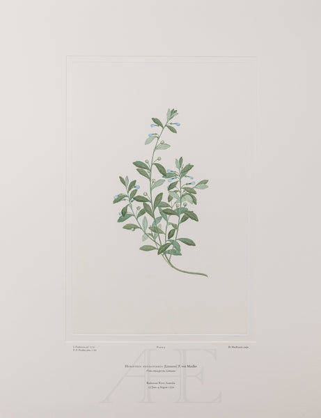 Banks Florilegium, Part 1, Plate 9