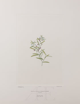 Banks Florilegium, Part 1, Plate 10