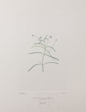 Banks Florilegium, Part 1, Plate 11