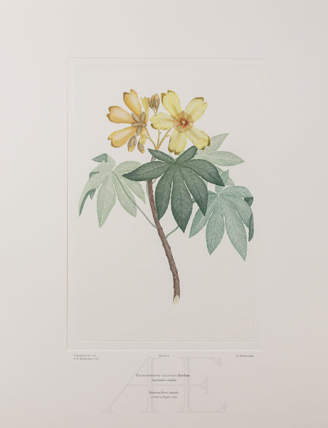 Banks Florilegium, Part 1, Plate 12