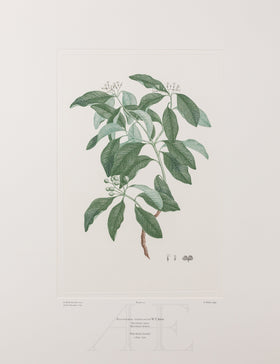 Banks Florilegium, Part 1, Plate 13