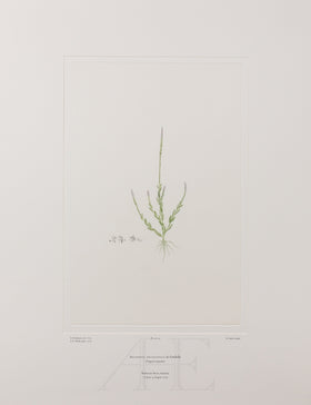 Banks Florilegium, Part 1, Plate 14