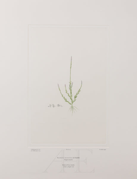 Banks Florilegium, Part 1, Plate 14