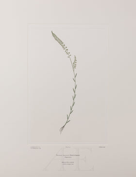 Banks Florilegium, Part 1, Plate 15