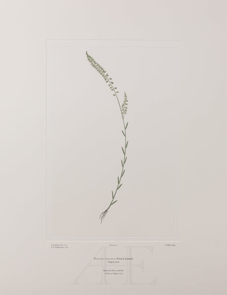 Banks Florilegium, Part 1, Plate 15