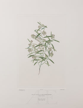 Banks Florilegium, Part 1, Plate 16