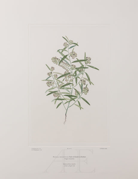 Banks Florilegium, Part 1, Plate 16