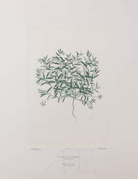 Banks Florilegium, Part 1, Plate 17