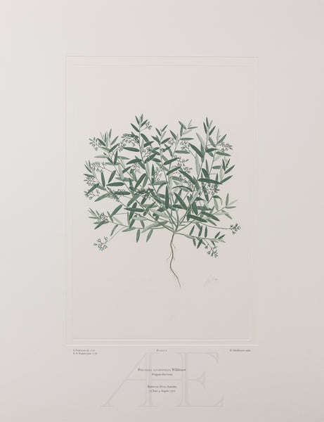 Banks Florilegium, Part 1, Plate 17