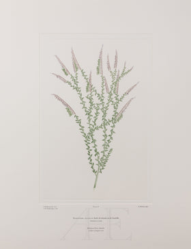 Banks Florilegium, Part 1, Plate 18