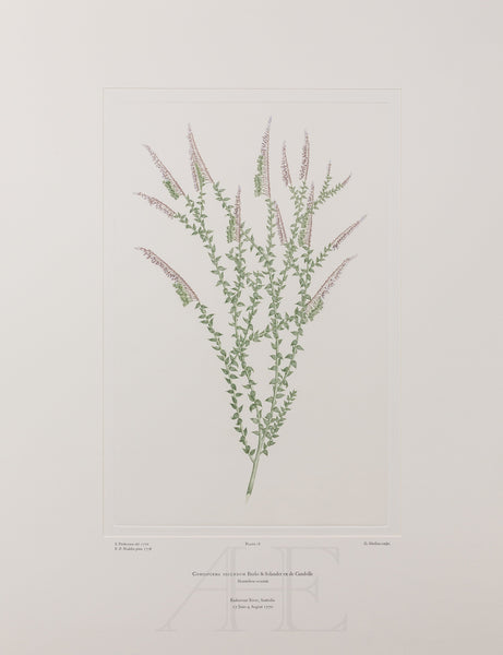 Banks Florilegium, Part 1, Plate 18