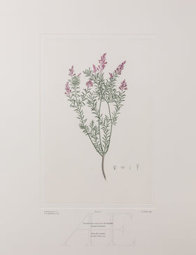 Banks Florilegium, Part 1, Plate 19