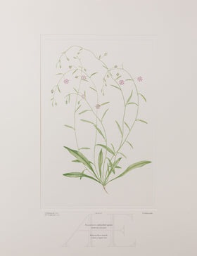 Banks Florilegium, Part 1, Plate 20