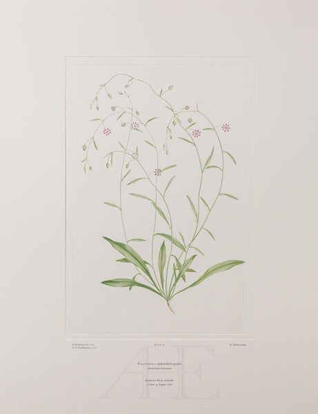 Banks Florilegium, Part 1, Plate 20