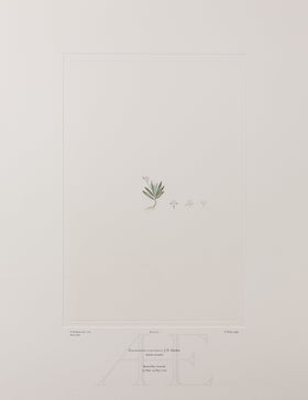 Banks Florilegium, Part 1, Plate 21