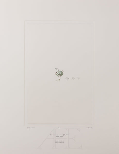 Banks Florilegium, Part 1, Plate 21