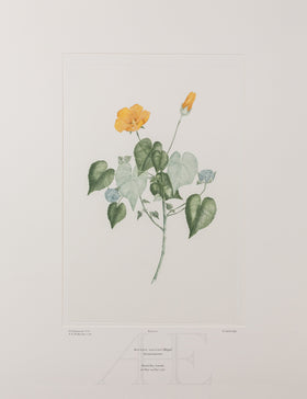 Banks Florilegium, Part 1, Plate 22