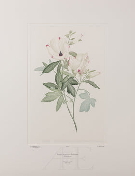 Banks Florilegium, Part 2, Plate 23